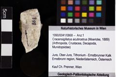 Foto (Objket + Etiketten) von Cracensigillatus acutirostrus (Moericke, 1889) 